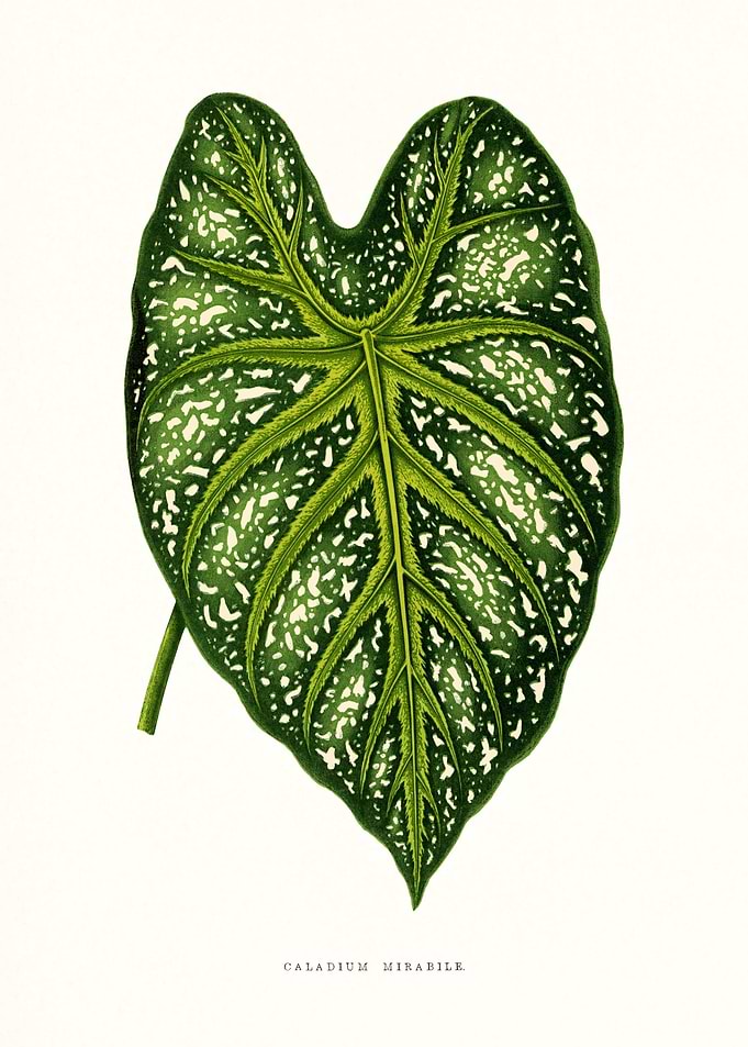 Tropical Nature Botanical