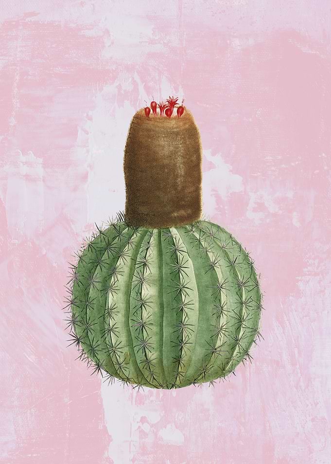 Turks Cap Cactus