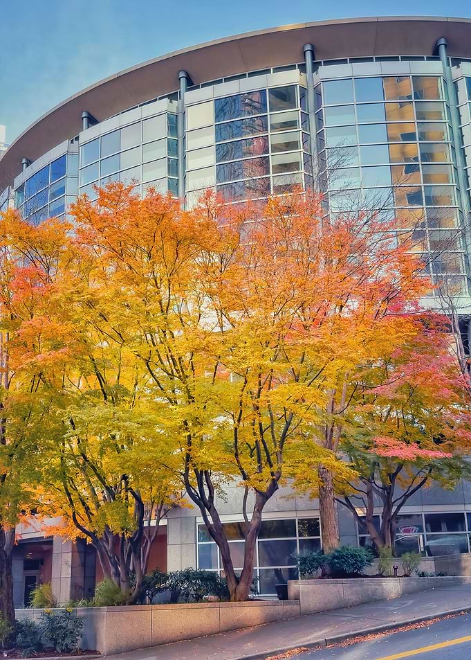 Seattle Fall