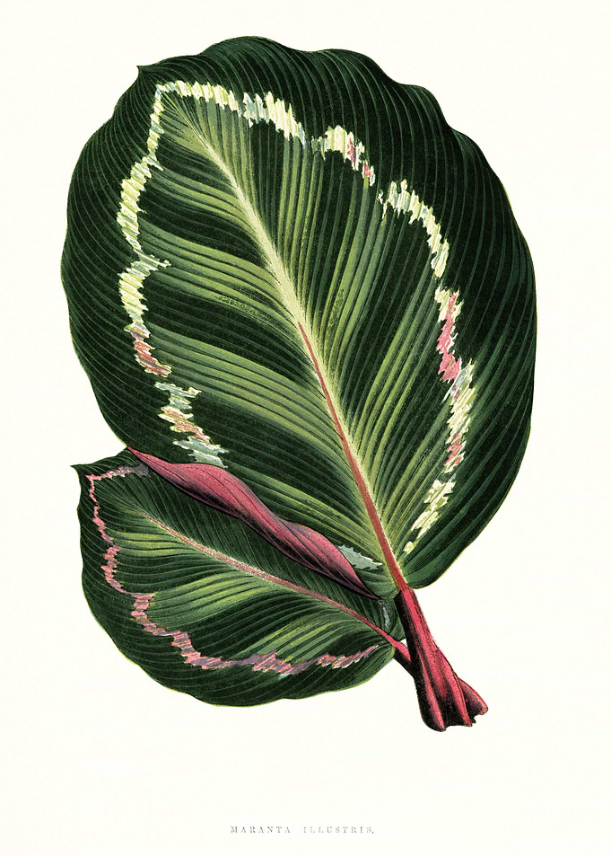 Antique Botanical Leaves