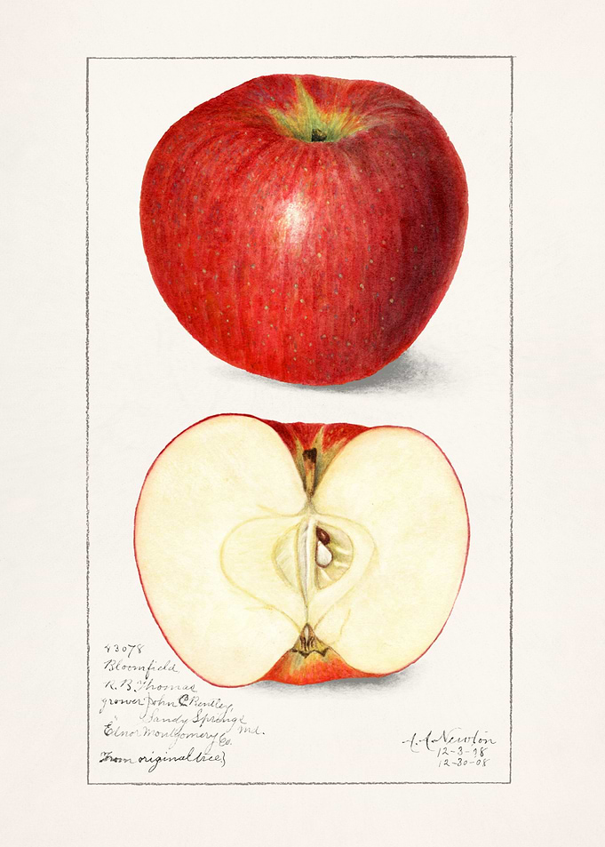 Apples