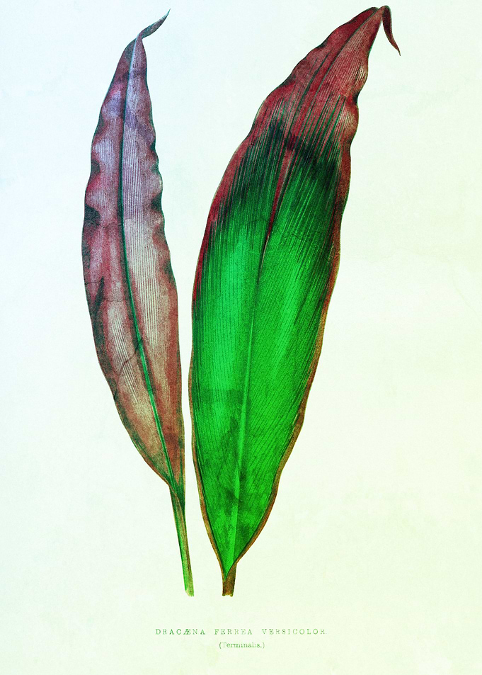 Ancient Botanical Greenery