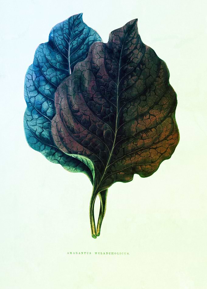 Antique Vintage Leaves