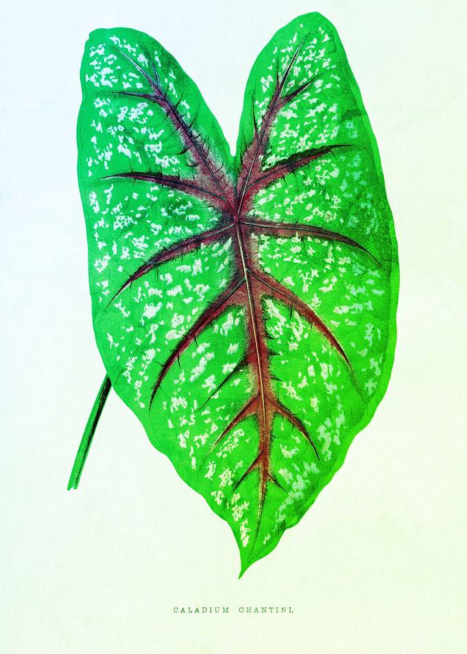 Retro Botanic Foliage