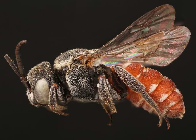 Cuckoo Bee Portrait