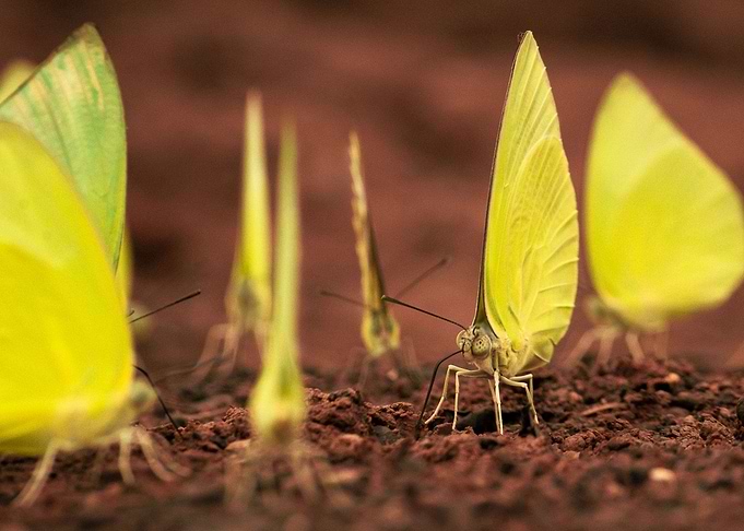 Mud Puddling Butterflies