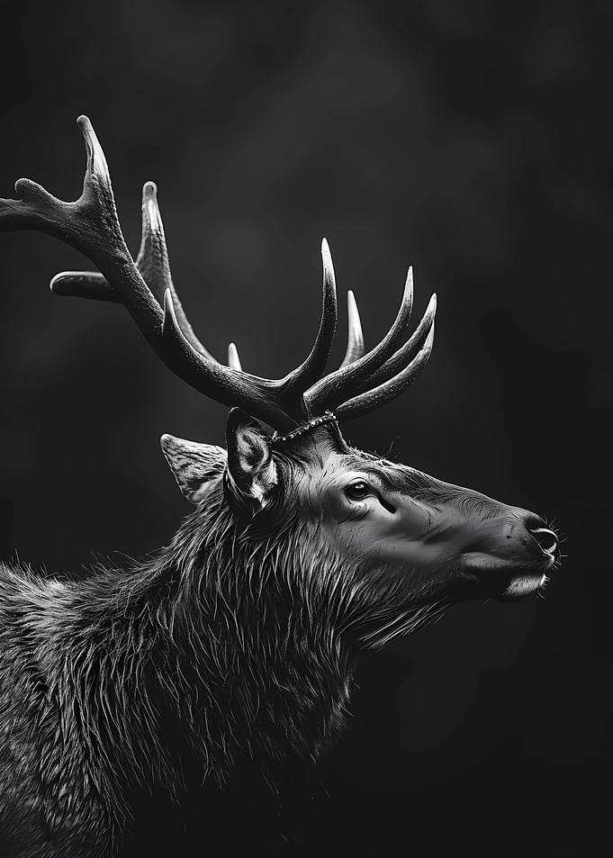 Elk Wild Black And White