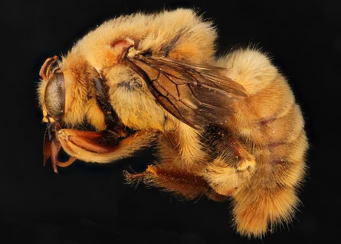 Carpenter Bee Photo