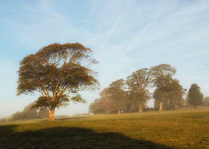 Bright countryside morning
