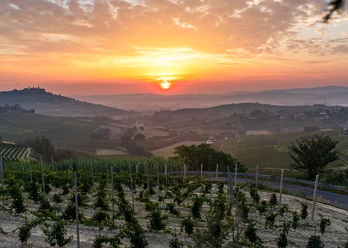SUNRISE ITALIAN WINEYARDS