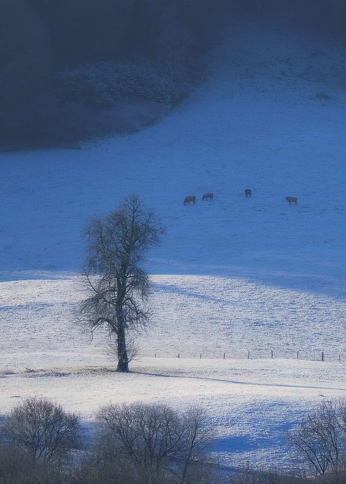 Frosty fields