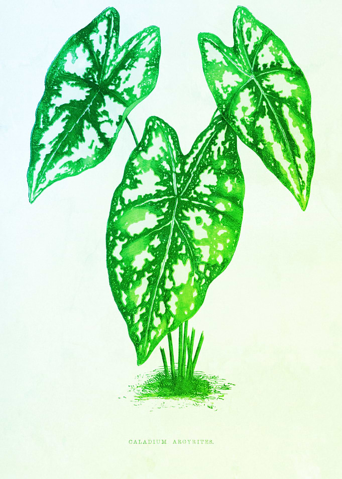 Ancient Plant Botanical