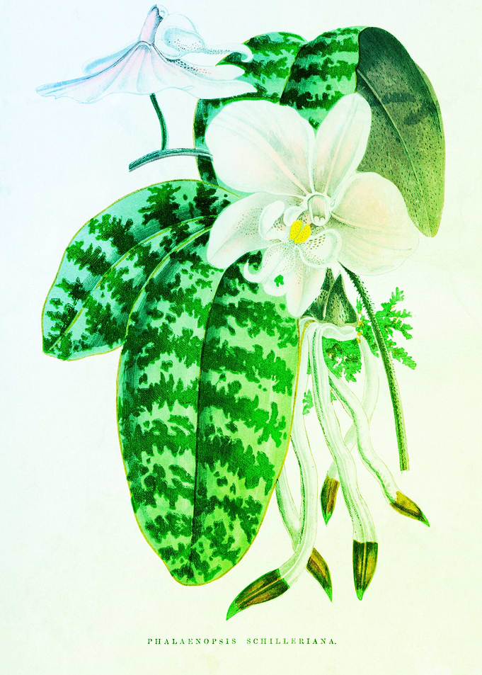 White Flowers Green leaves