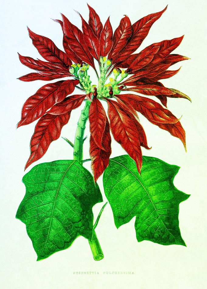 Red flower green leaves