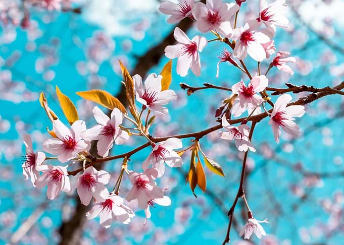 Pink Cherry Blossom