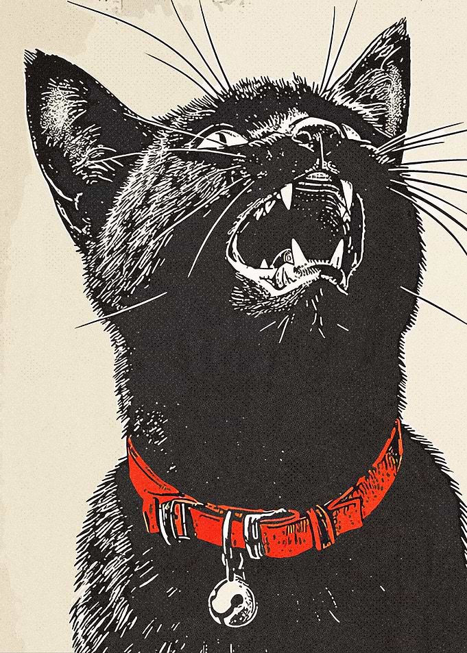 Black Cat Vintage