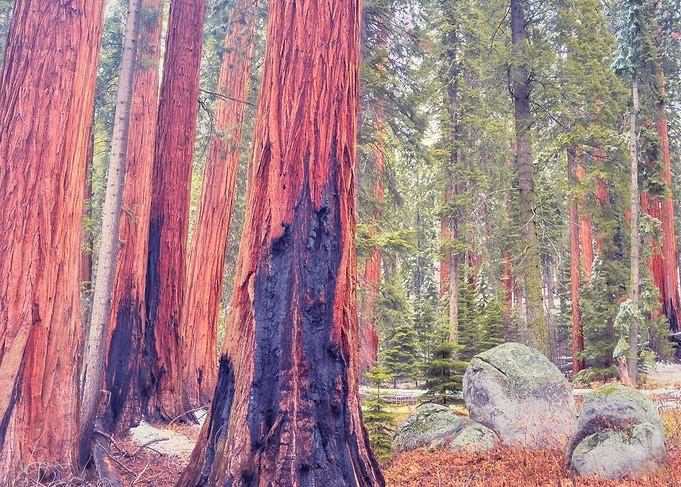Giant Forest