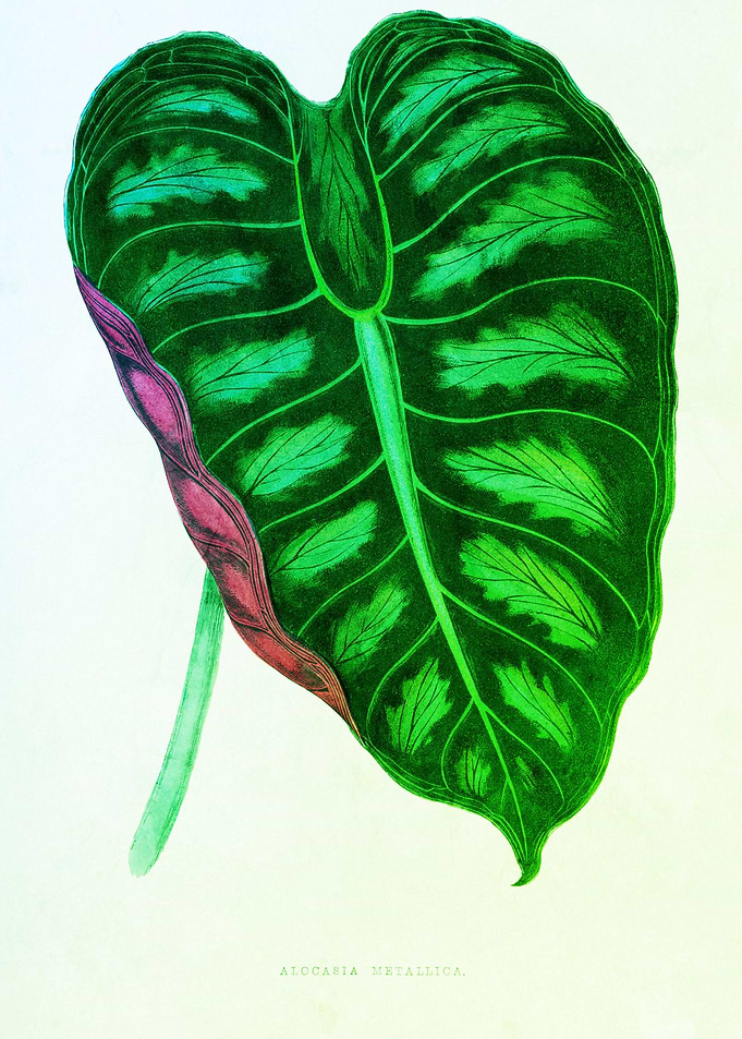 Foliage Botanical Vintage