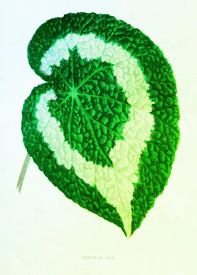 Botanical Nostalgic Green