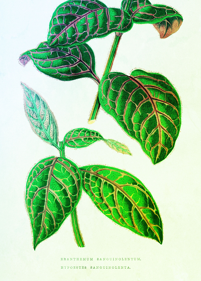 Botanical Old Plant