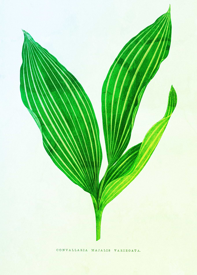 Botanical Heritage Green