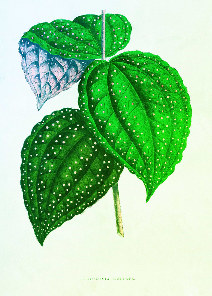 Elegant Leafy Nostalgic