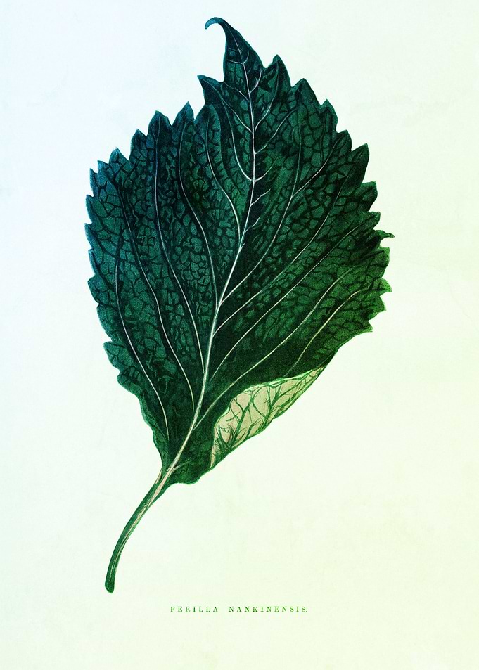 Antique Botanical Finesse