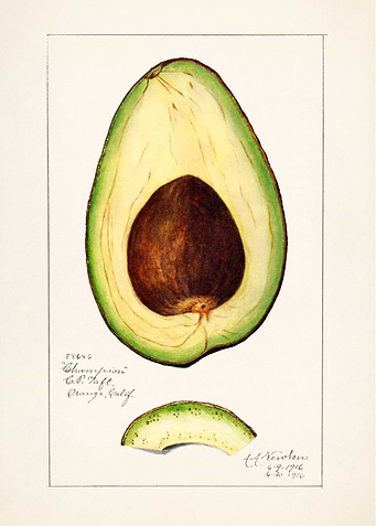 Avocado