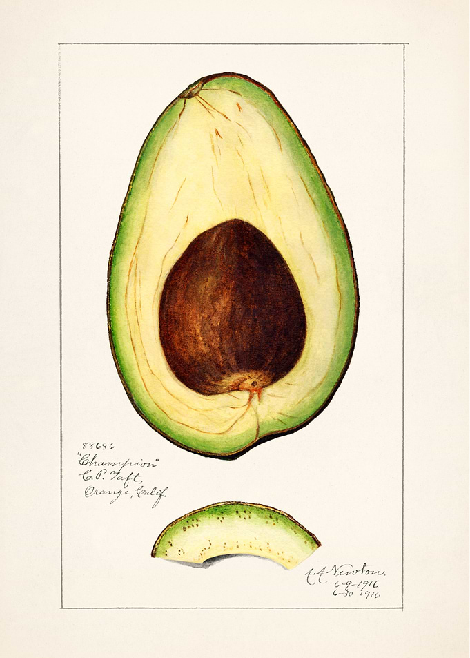 Avocado