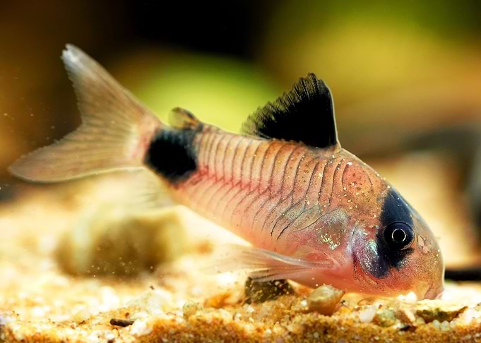 Corydoras panda catfish