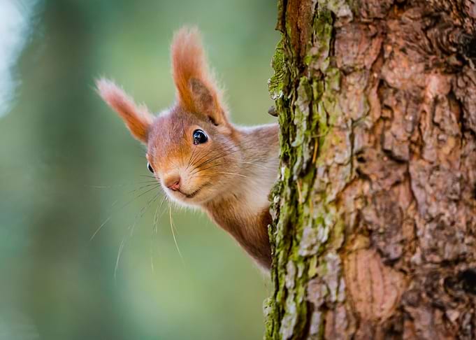Red Squirrel