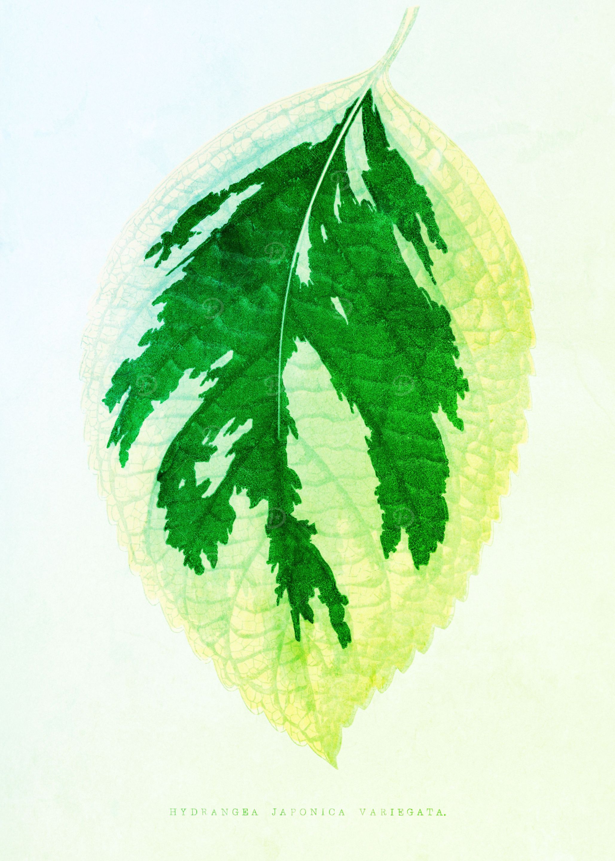Green Botanical Sentiment