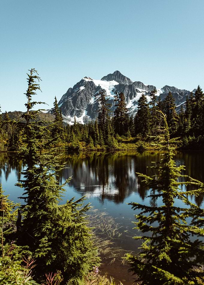Forest near Snow Mountain