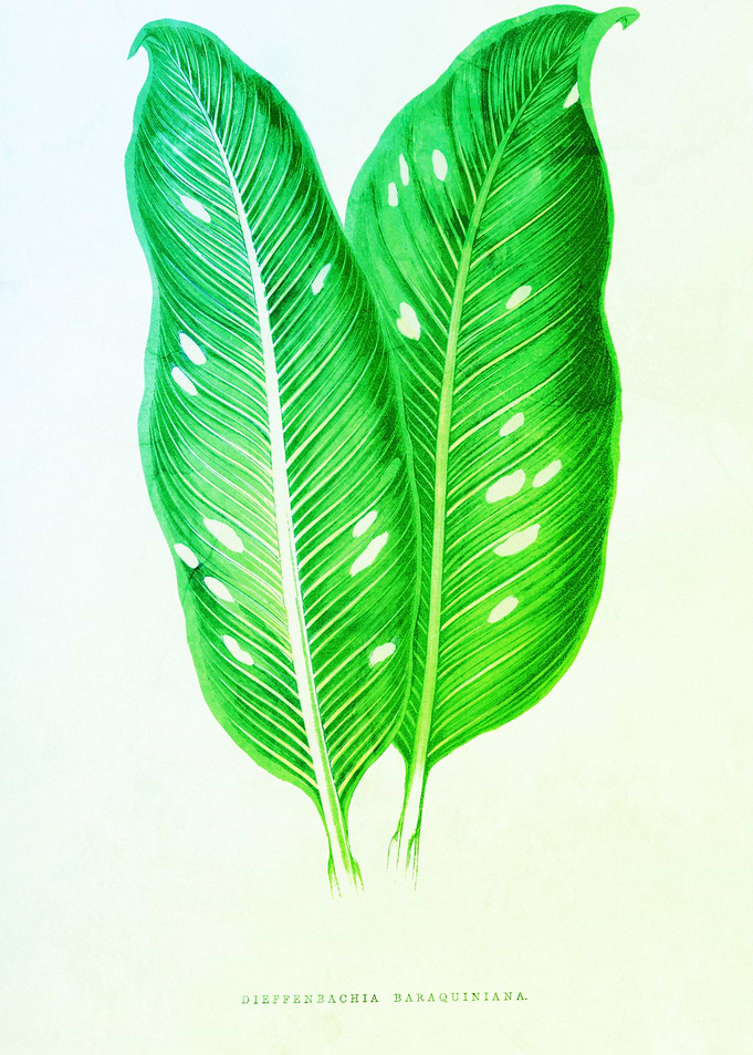 Vintage Greenery Beauty