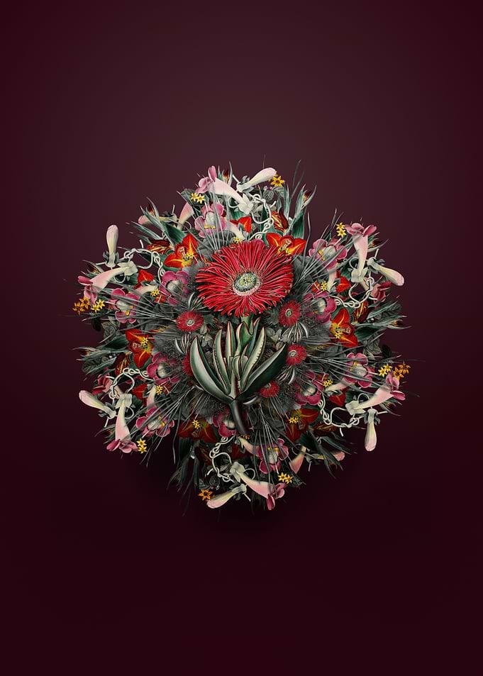Red Edged Fig Marigold