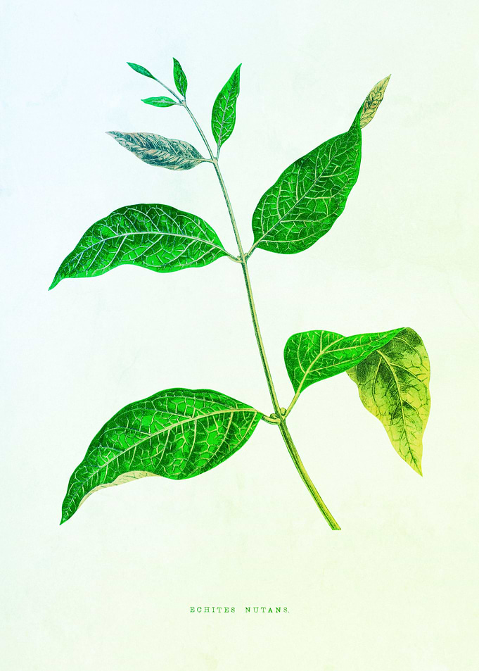Classic Leafy Nostalgic