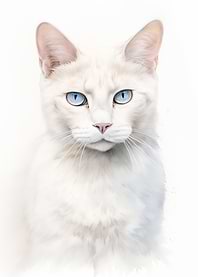 Burmilla cat portrait