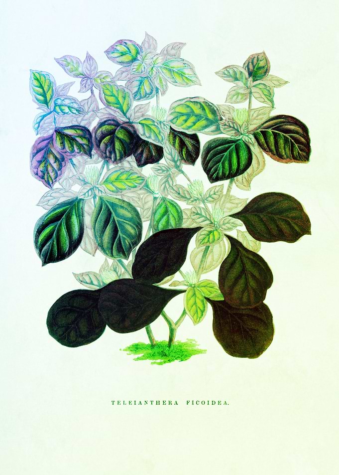 Verdant Retro Memories