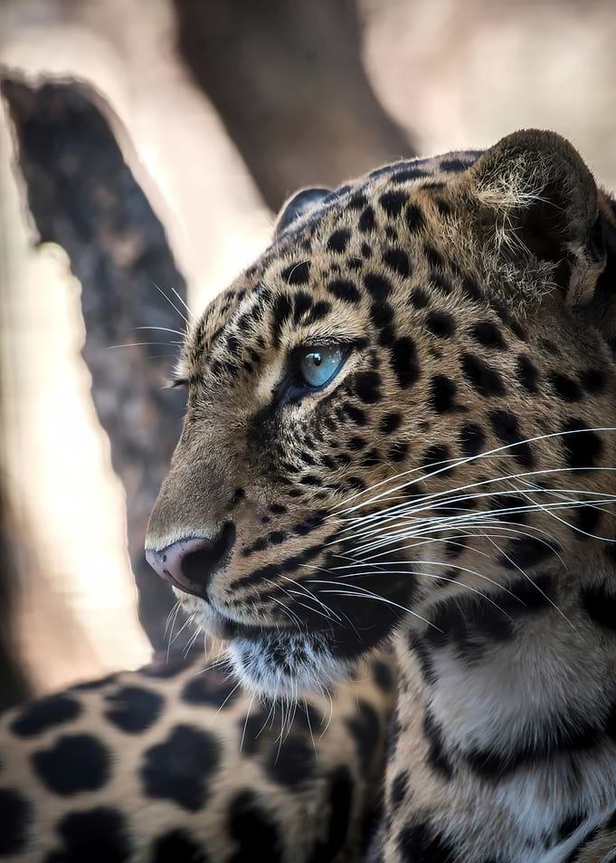 brown leopard