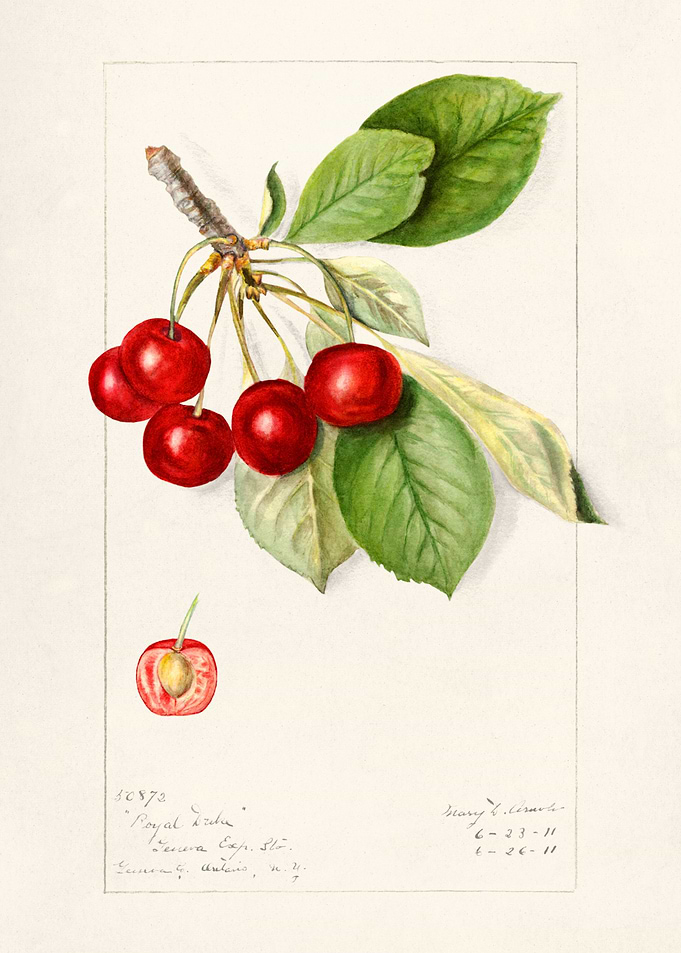 Cherries