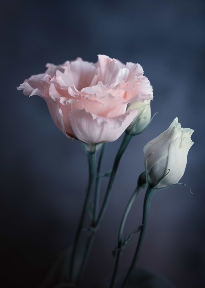Pink and white flowers