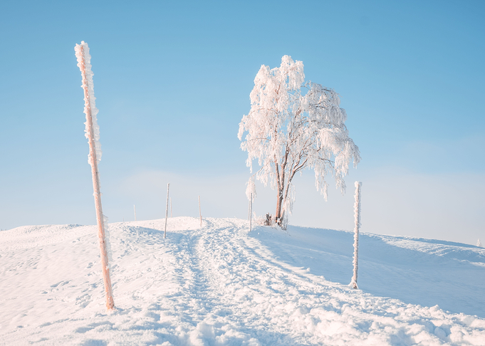 Tree on a hill in Winter