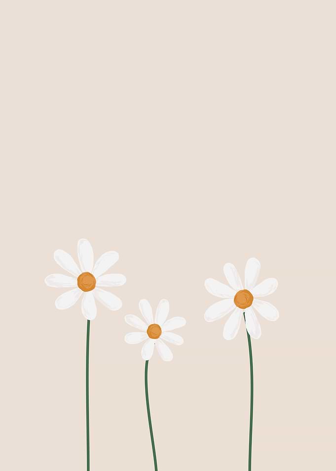 three daisies