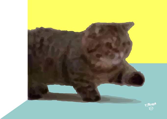The Kitty is Coming
