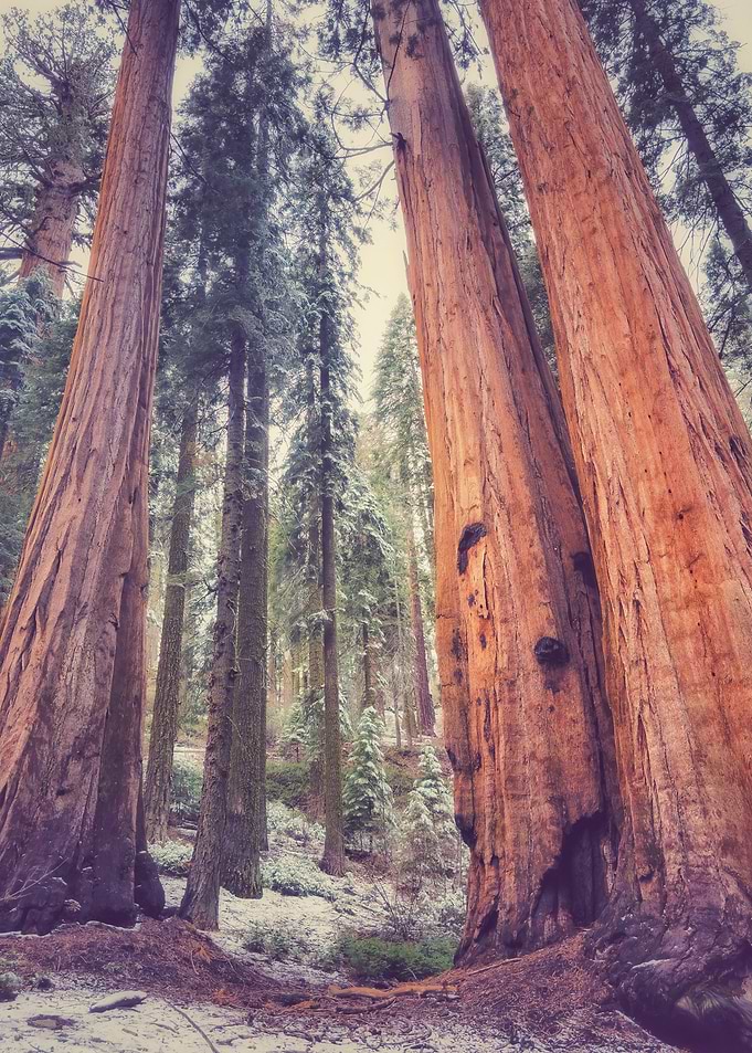 Giant Forest