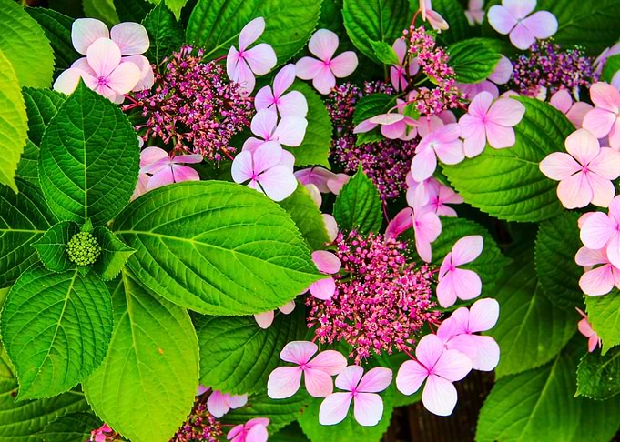 Blooms Foliage Elegance