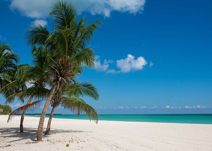 BEACH PALMTREES