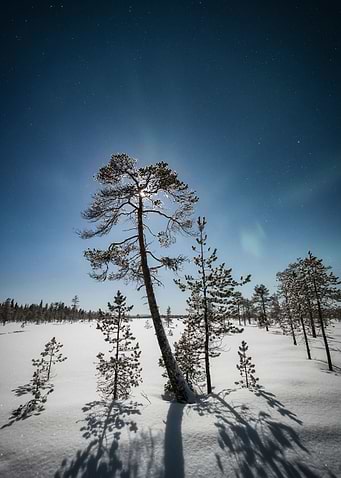 Moonlit Pine