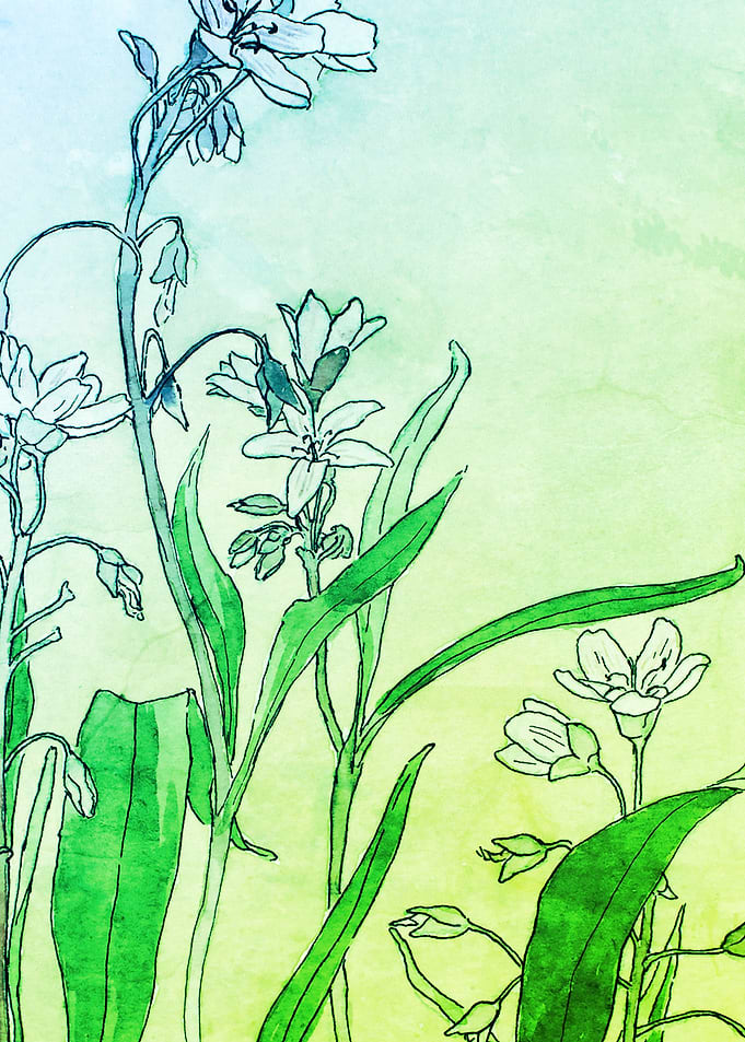 Spring Beauty Art