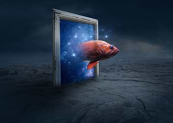 Orange Fish Photo Manipula